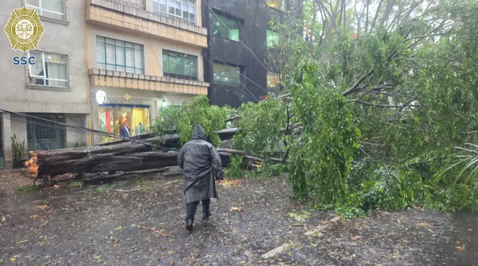 Un árbol cayó en la zona de Polanco durante la lluvia registrada esta tarde. / @OVIALCDMX