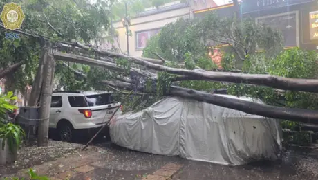 Lluvias desquician la CDMX: Periférico se inunda y reportan caída de árboles