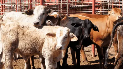 Gusano barrenador representa riesgos económicos y sanitarios en el ganado en Estados Unidos / @ContextoGanadero
