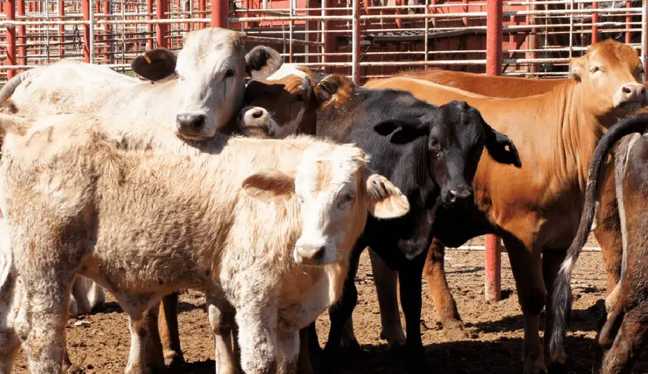 Gusano barrenador representa riesgos económicos y sanitarios en el ganado en Estados Unidos / @ContextoGanadero