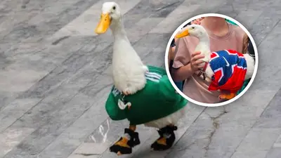 ¡País hermano! Pato Merlín se une al apoyo por Noruega tras la eliminación de México