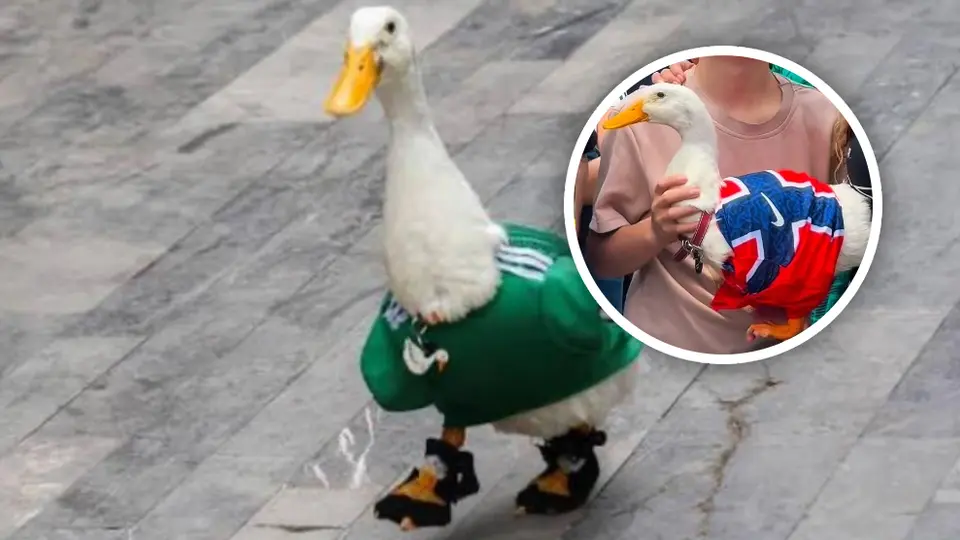 ¡País hermano! Pato Merlín se une al apoyo por Noruega tras la eliminación de México