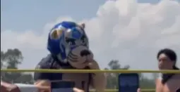 Goyo en el ring | CAPTURA DE PANTALLA