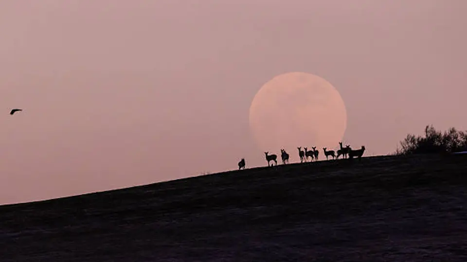 Aunque la fase llena se producirá durante la mañana en México, la Luna de Ciervo se apreciará completamente iluminada al anochecer./ Pixabay