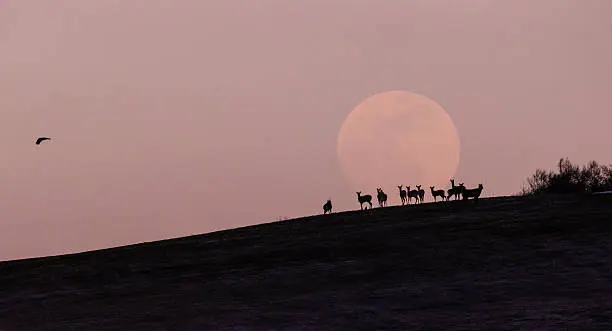 Aunque la fase llena se producirá durante la mañana en México, la Luna de Ciervo se apreciará completamente iluminada al anochecer./ Pixabay