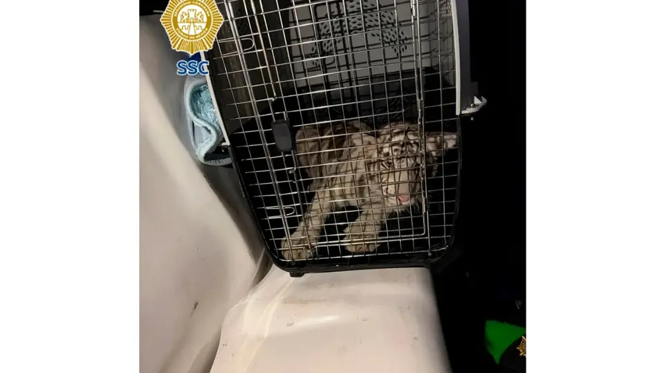 Elementos de la Brigada de Vigilancia Animal resguardaron a la cría de tigre localizada en Iztapalapa. / SSC