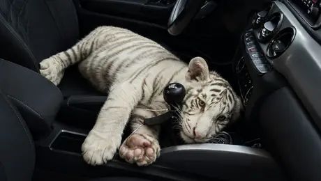 El pasajero que nadie esperaba: encuentran a un tigre blanco dentro de una camioneta en Iztapalapa