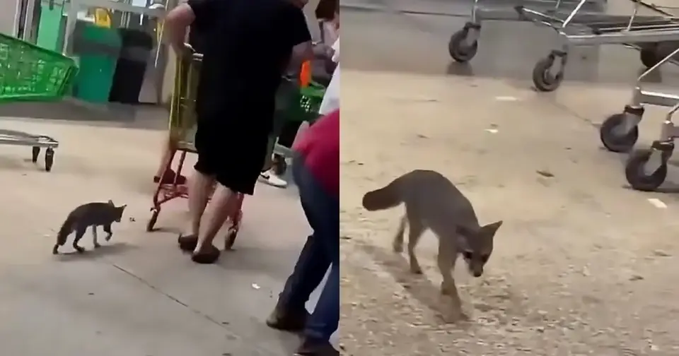Zorra gris causa preocupación en Cancún luego de ser captada cerca de personas y mascotas en un supermercado./ Captura de pantalla