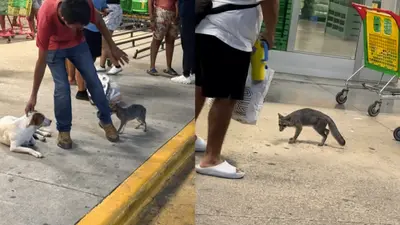 Autoridades buscan a personas que tocaron una zorra gris en Cancún; esta es la razón