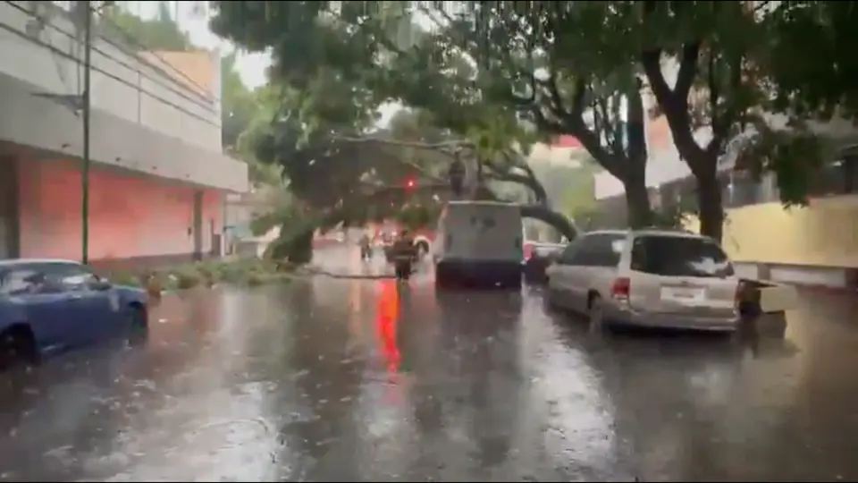 Se están reportando la caída de árboles en varias zonas de la capital / Redes Sociales
