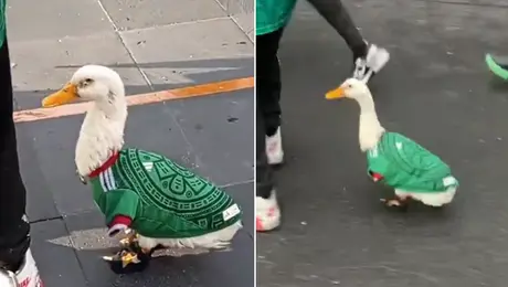 Patito mundialista se vuelve viral por usar playera de la Selección Mexicana / VIDEO