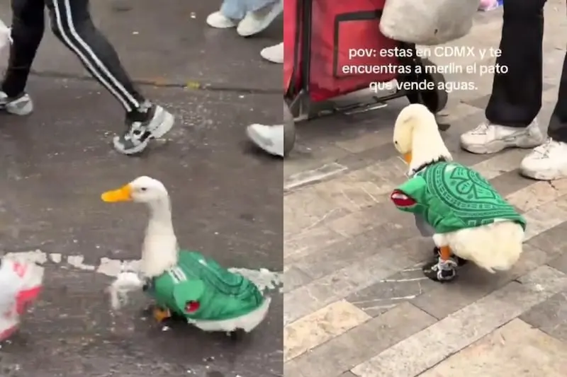 Sus pequeños tenis y camiseta verde llamaron la atención de los aficionados. / RS