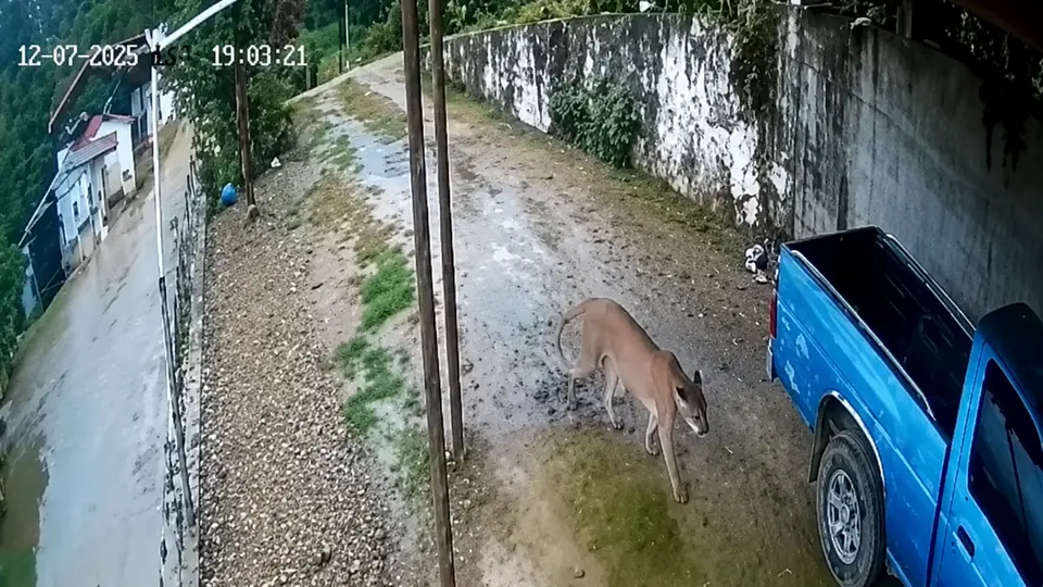 Puma en ciudad de Querétaro./X:@gersenoticias