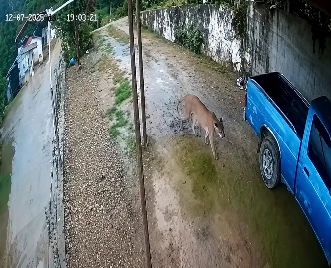 Puma en ciudad de Querétaro./X:@gersenoticias