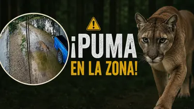 VIDEO: ¡Captan a un puma en Querétaro! Esto piden las autoridades