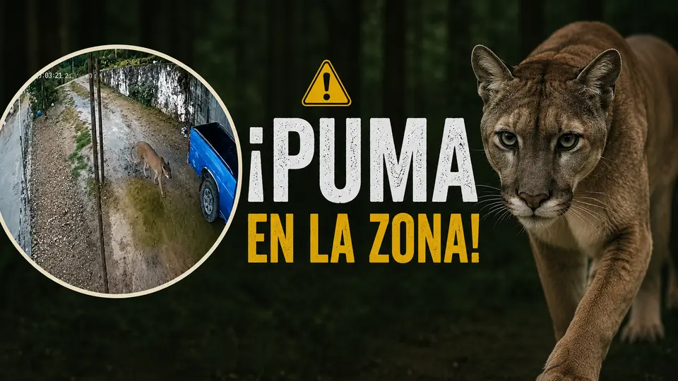VIDEO: ¡Captan a un puma en Querétaro! Esto piden las autoridades