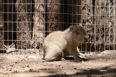 Nace capibara bebé en Bioparque Estrella Monterrey y conquista los corazones en redes