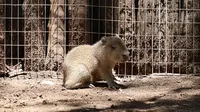 Nace capibara bebé en Bioparque Estrella Monterrey y conquista los corazones en redes