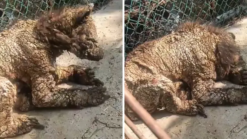 VIDEO: Exhiben maltrato animal en Monterrey; osa vive entre dolor y abandono