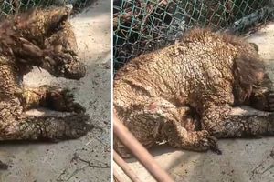 VIDEO: Exhiben maltrato animal en Monterrey; osa vive entre dolor y abandono