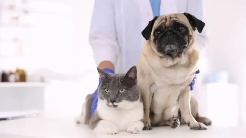 Nuevo hospital veterinario público en CDMX operará 24/7 para mascotas