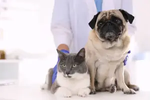 Nuevo hospital veterinario público en CDMX operará 24/7 para mascotas