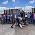 VIDEO: Tráiler con cerdos se voltea en Matehuala y desata rapiña
