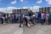 VIDEO: Tráiler con cerdos se voltea en Matehuala y desata rapiña