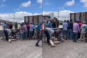VIDEO: Tráiler con cerdos se voltea en Matehuala y desata rapiña