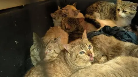 Rescatan a 65 gatitos víctimas de maltrato en CDMX: vivían hacinados y enfermos