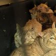 Rescatan a 65 gatitos víctimas de maltrato en CDMX: vivían hacinados y enfermos