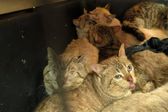 Rescatan a 65 gatitos víctimas de maltrato en CDMX: vivían hacinados y enfermos