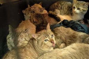 Rescatan a 65 gatitos víctimas de maltrato en CDMX: vivían hacinados y enfermos