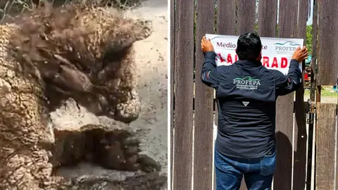 PROFEPA clausura La Pastora tras hallazgo alarmante: la osa “Mina” estaba en grave riesgo