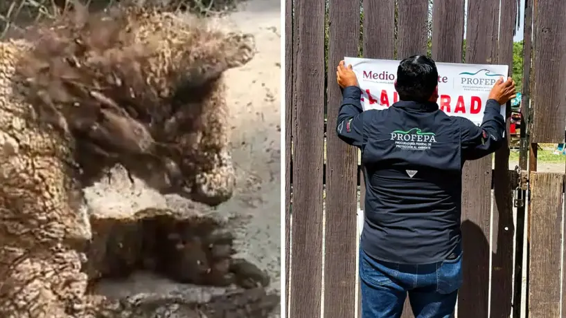 PROFEPA clausura La Pastora tras hallazgo alarmante: la osa “Mina” estaba en grave riesgo
