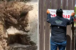 PROFEPA clausura La Pastora tras hallazgo alarmante: la osa “Mina” estaba en grave riesgo