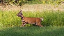 Ciervos con tumores alarman en EE.UU.: expertos explican qué ocurre con esta extraña enfermedad
