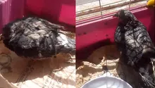 Muere “Esperancita”, la paloma rescatada tras la explosión en Iztapalapa; intentaba volver a volar