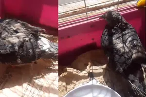 Muere “Esperancita”, la paloma rescatada tras la explosión en Iztapalapa; intentaba volver a volar