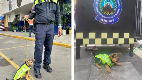 Policías de tránsito de la CDMX rescatan y adoptan a “Aquiles”, un cachorrito maltratado