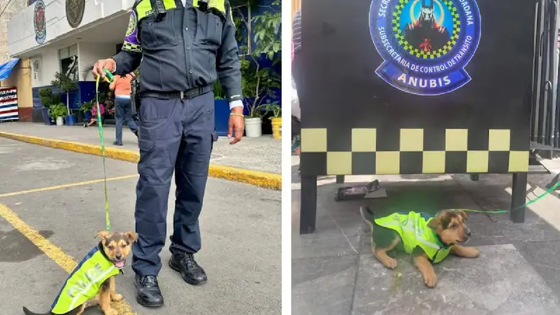 Policías de tránsito de la CDMX rescatan y adoptan a “Aquiles”, un cachorrito maltratado