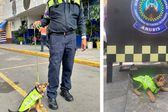 Policías de tránsito de la CDMX rescatan y adoptan a “Aquiles”, un cachorrito maltratado