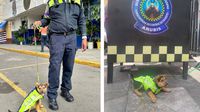 Policías de tránsito de la CDMX rescatan y adoptan a “Aquiles”, un cachorrito maltratado
