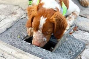 Manchas, el perro que salva agua detectando fugas en México