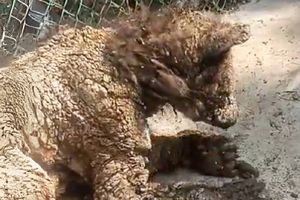 Mina, la osa rescatada, recibe atención vital en Fundación Invictus tras traslado exitoso