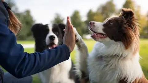 ¡Qué perrón! Reforma busca quitar IVA a alimento para mascotas y consultas con el veterinario