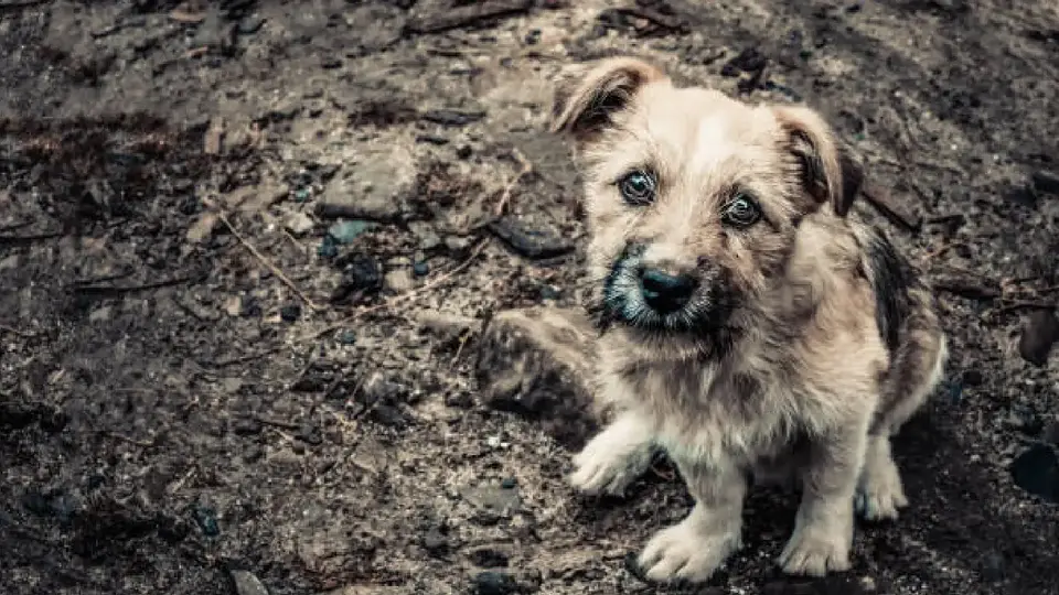 UNAM explica cómo el abandono marca profundamente a los perritos