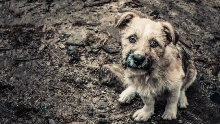 UNAM explica cómo el abandono marca profundamente a los perritos