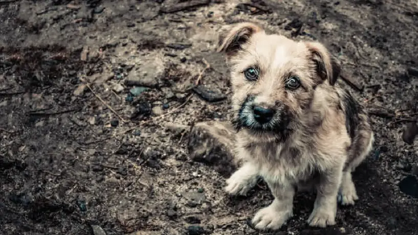 UNAM explica cómo el abandono marca profundamente a los perritos