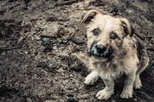 UNAM explica cómo el abandono marca profundamente a los perritos